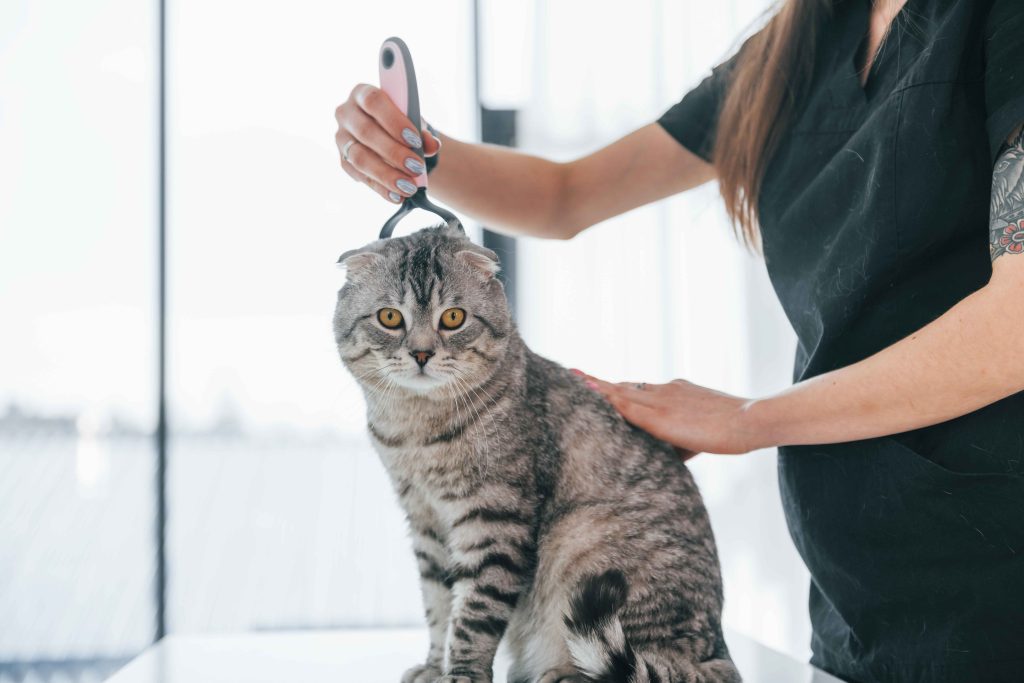 Top Cat Groomers in Dubai: Expert Care for Your Feline’s Health and Comfort