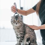 Top Cat Groomers in Dubai: Expert Care for Your Feline’s Health and Comfort