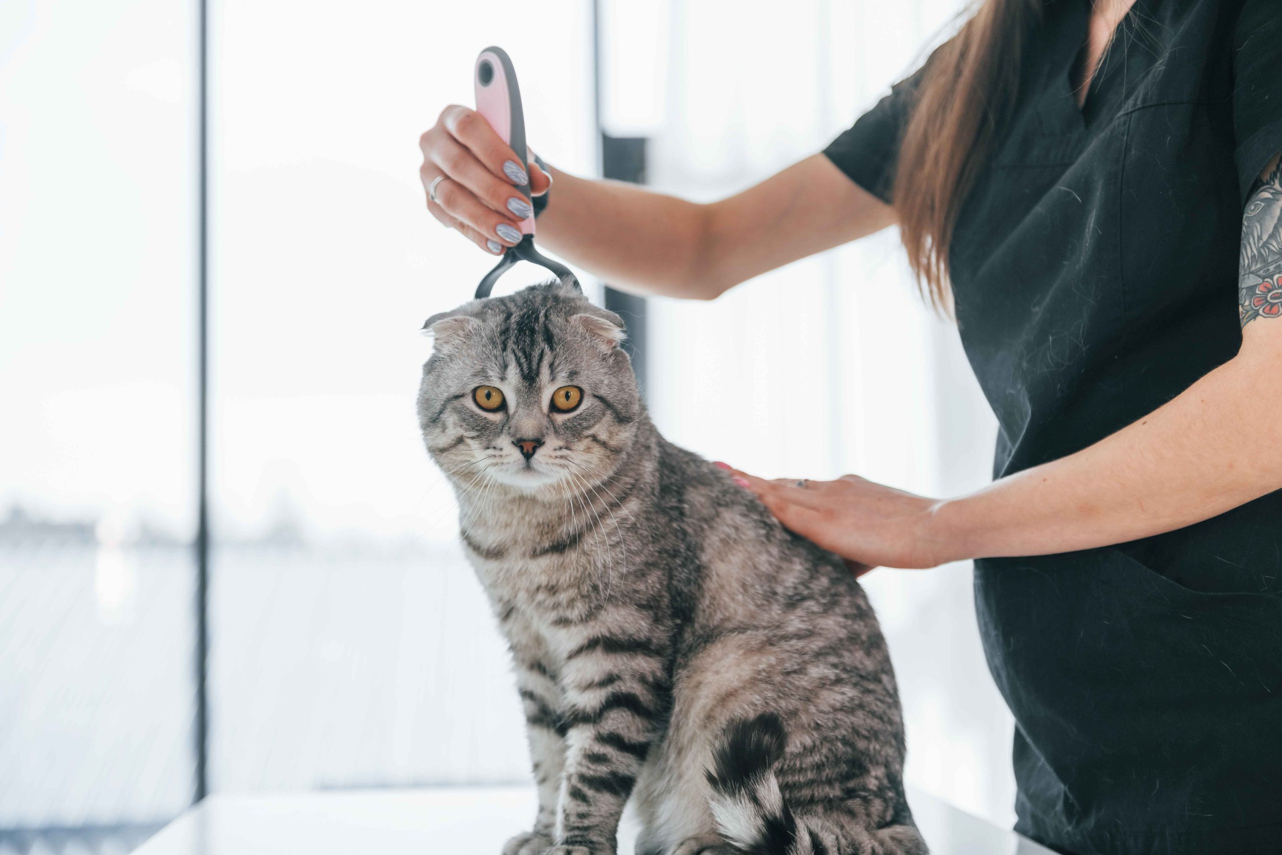 Top Cat Groomers in Dubai: Expert Care for Your Feline’s Health and Comfort