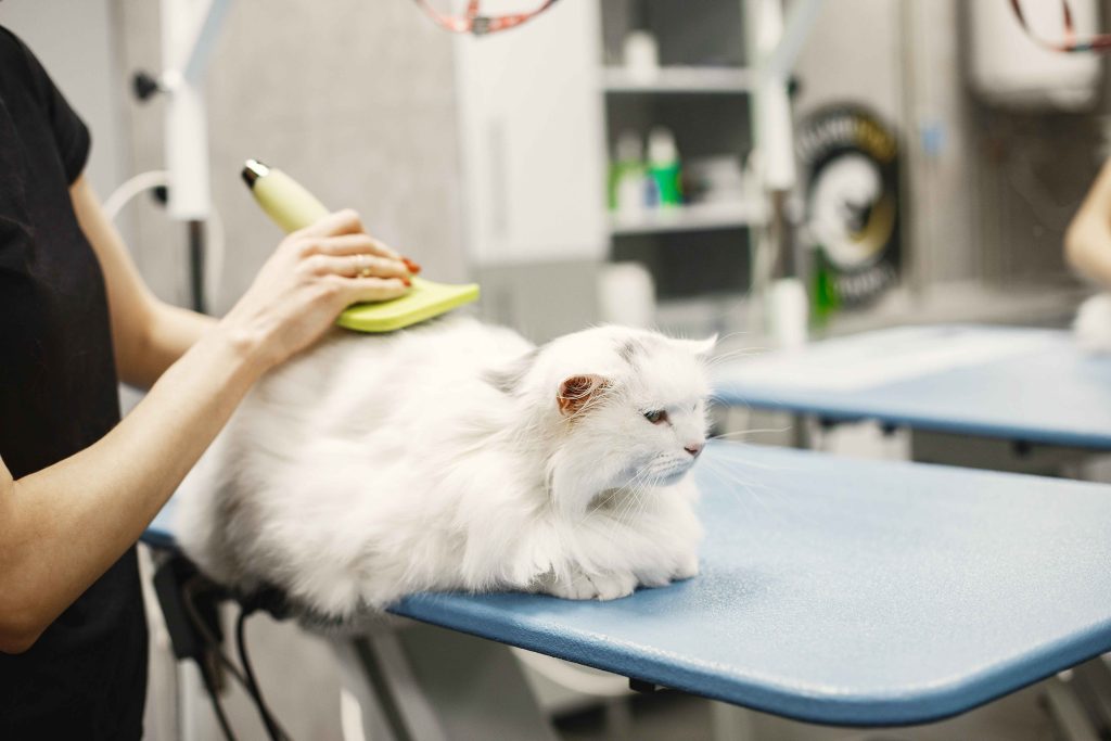  Top Cat Groomers in Dubai: Expert Care for Your Feline’s Health and Comfort